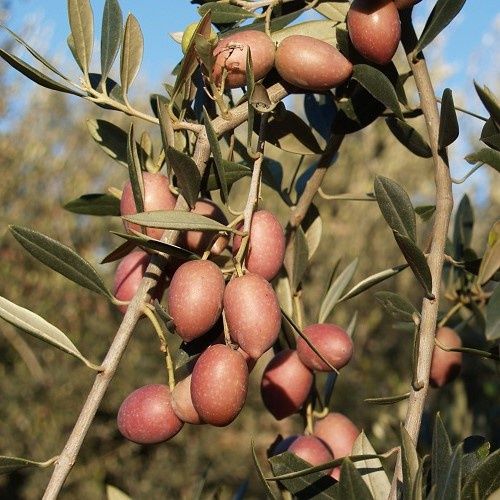 Olive Picudo - 2Ltr/2.5Ltr