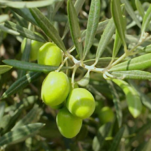 Olive Picual - 1.5Ltr/2Ltr (90/110)