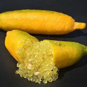 Lime Finger Lime Yellow