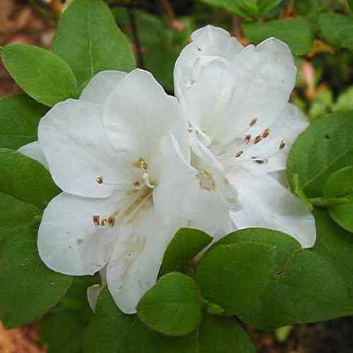 Azalea Winter Hawk (dec.) - 1.25Ltr