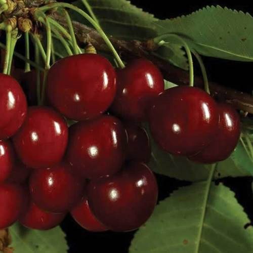 Cherry Double Sam/Summit