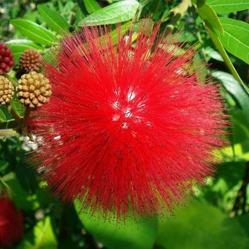 Calliandra Red Fire - 2.5Ltr (30/50)