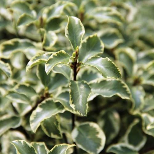 Pittosporum tenuifolium Variegatum - Pb5