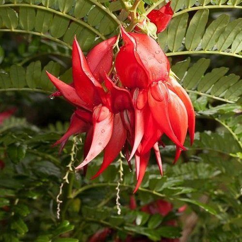 Clianthus puniceus Red Cardinal - 2Ltr