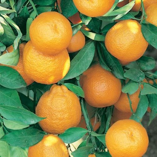 Tangelo Seminole - Pb12 (50/90)