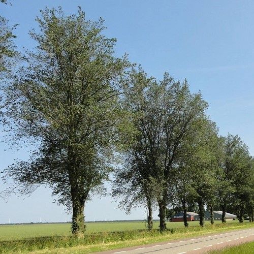Ulmus Dodoens, Dutch Elm - Pb6.5