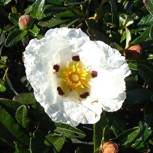 Cistus lusitanicus (dansereaui) - pb5