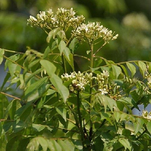 Murraya koenigii, Curry Leaf Tree - 2Ltr