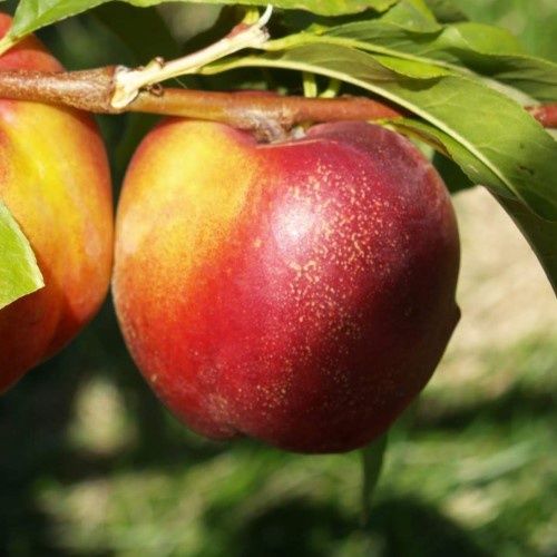 Nectarine Double Red Gold/Firebrite - Pb18