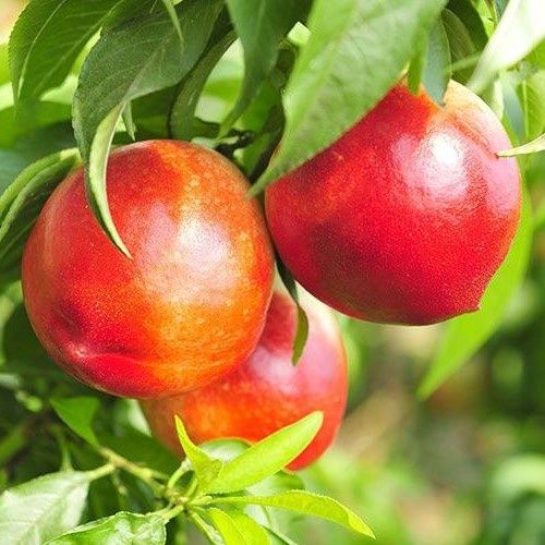 Nectarine Double Red Gold/Snow Queen