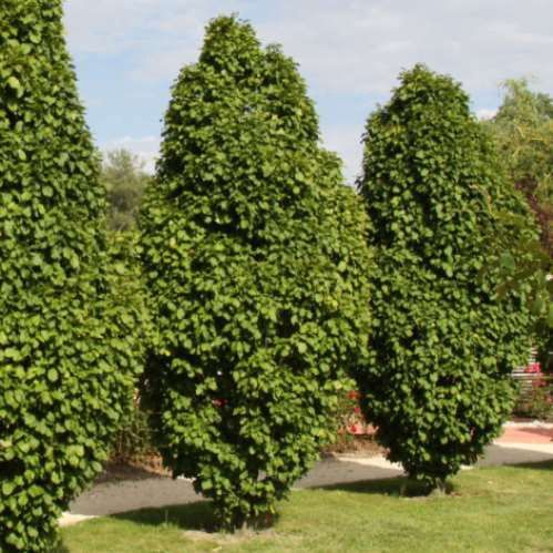 Carpinus betulus Fastigiata, Upright European Hornbeam