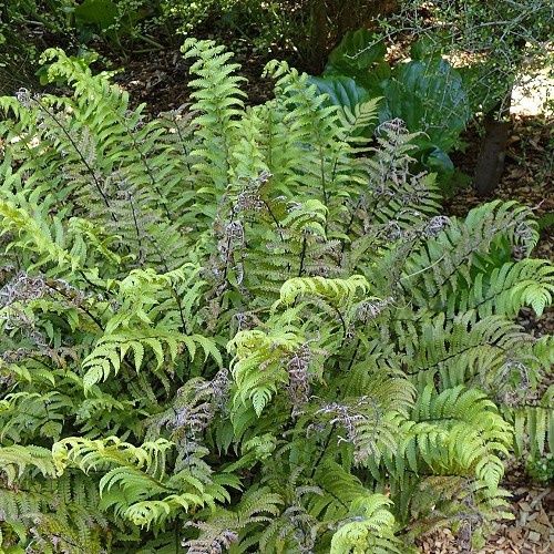 Pneumatopteris pennigera, Gully Fern - Pot