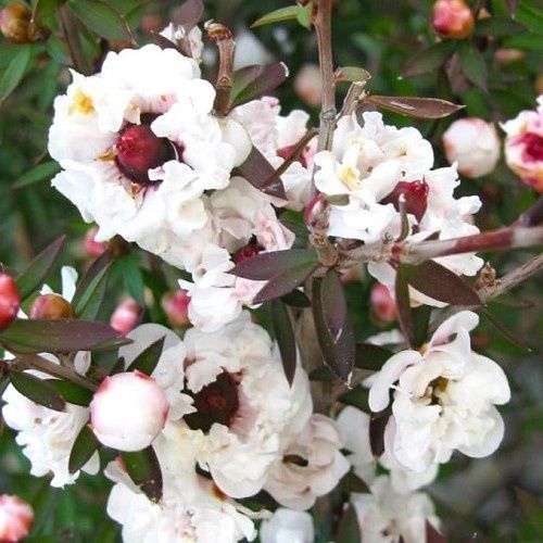 Leptospermum Princess Anne, Manuka - 2.5Ltr