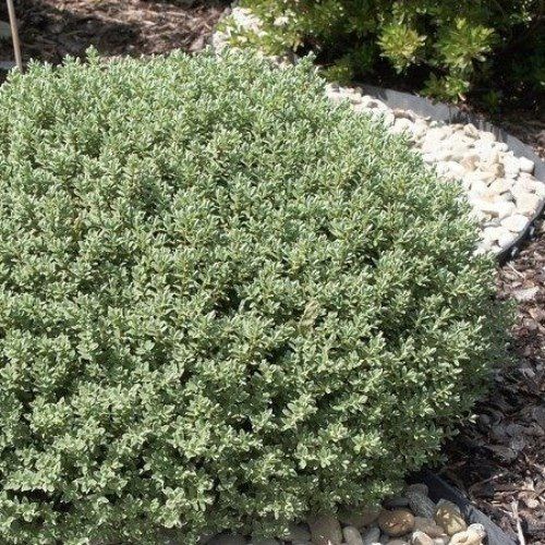 Hebe topiaria - Pb3/Pb5 (10/25)