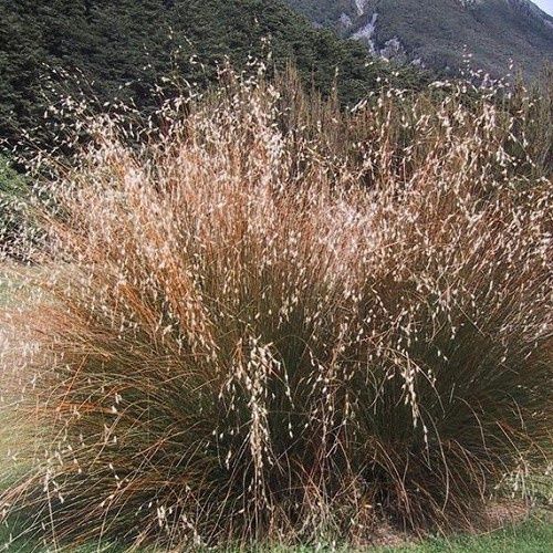 Chionochloa rubra, Red Tussock Grass - Pot