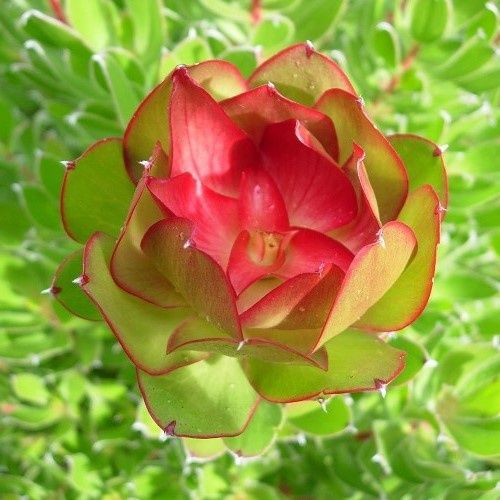 Leucadendron Tokyo Red - 3.5Ltr