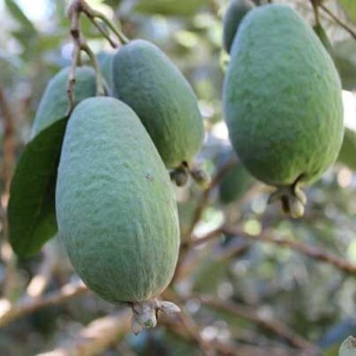 Feijoa Arhart - 2.5Ltr/3Ltr