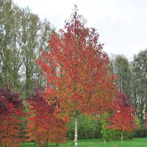 Liquidambar styraciflua, Sweetgum - Pb28