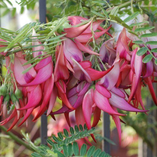 Clianthus puniceus Flamingo - 2Ltr