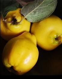 Quince Taihape - pb12/18