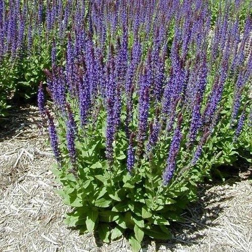 Salvia Ostfriesland - 2.5Ltr
