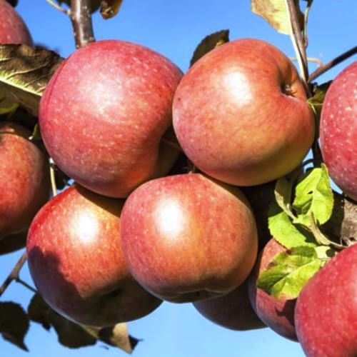 Apple Triple Braeburn/Golden Delicious/Royal Gala