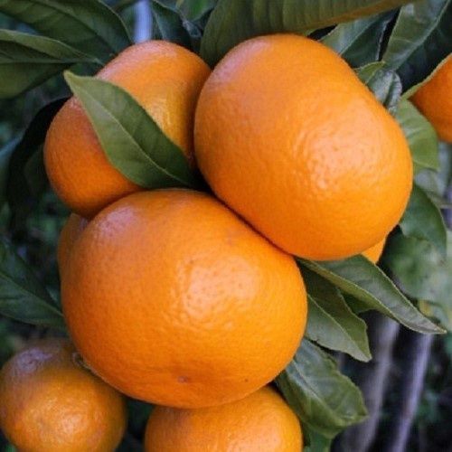 Mandarin Aoshima - 4.7Ltr