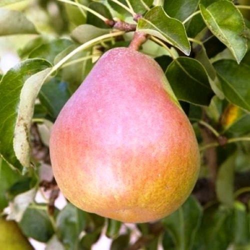 Pear Double Doyenne Du Comice/Packham's Triumph