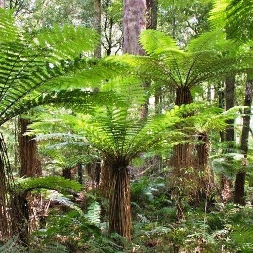 Cyathea smithii, Katote - Pb3/ Pb5