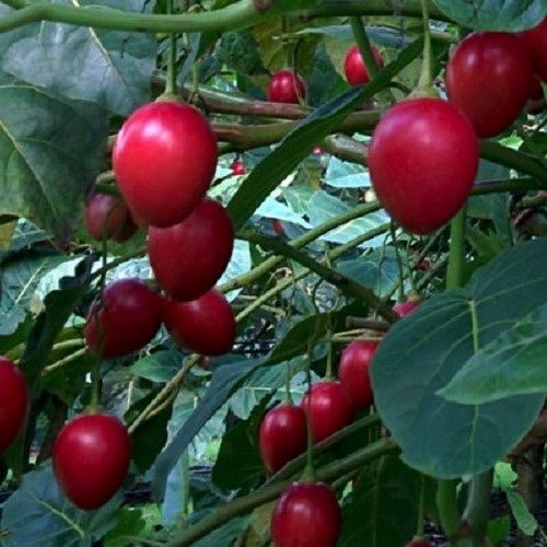 Tamarillo Laird&#39;s Large - 2Ltr