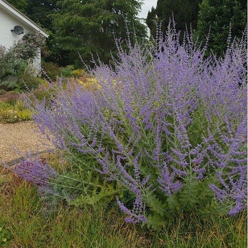 Perovskia Blue Spire, Russian Sage - Pot
