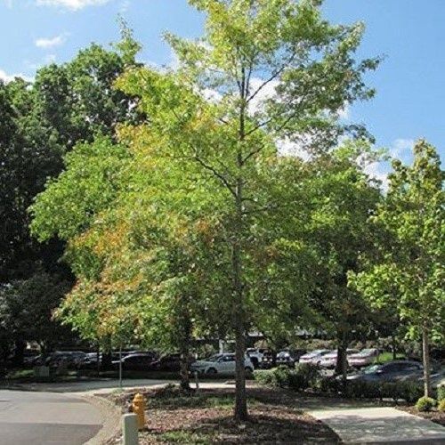 Quercus coccinea, Scarlet Oak - Pb12