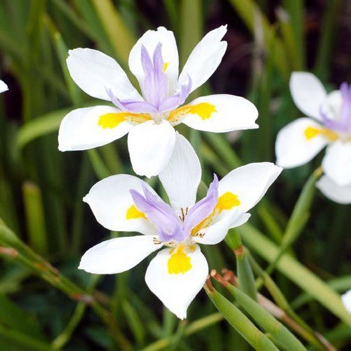 Dietes iridioides, African Iris - Pb5
