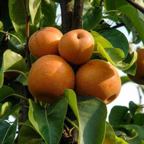 Nashi Double Nijiseiki/Shinseiki