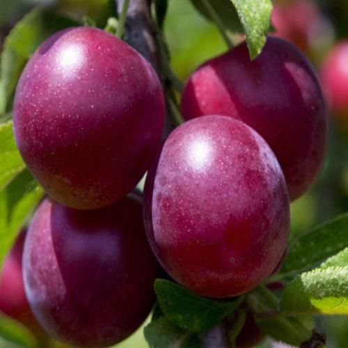 Plum Angelino - Pb18