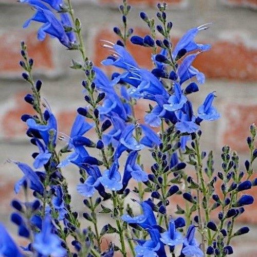 Salvia Amore - 2.5Ltr
