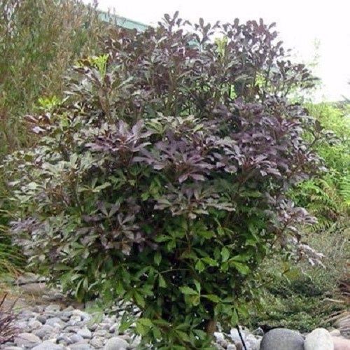 Pseudopanax lessonii Purpurea - Coastal Five Finger - Pb18/Pb28
