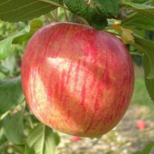 Apple Laxton's Fortune - Pb12