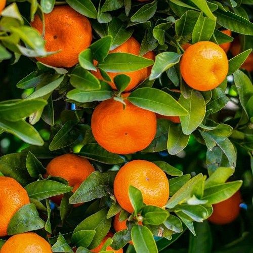 Mandarin Okitsu Wase - Pb8/Pb10