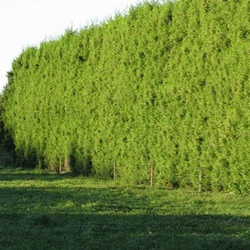 Cryptomeria Egmont, Japanese Cedar - Pot