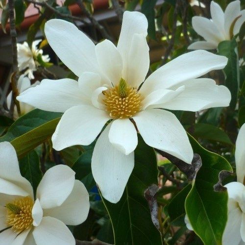 Michelia Magnificence - 2.5Ltr (40/50)