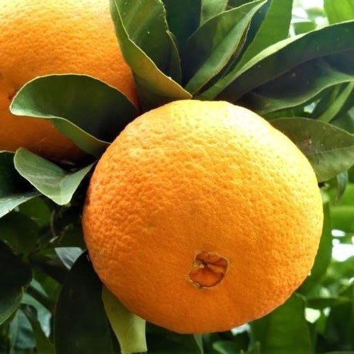 Orange Washington Navel - Pb8/Pb10