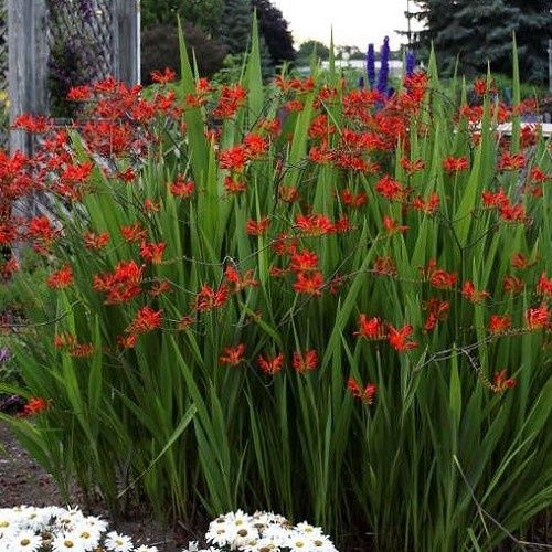 Crocrosmia Lucifer - Pb5