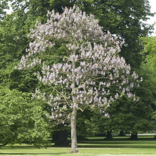 Paulownia tomentosa, Empress Tree - Pb6.5