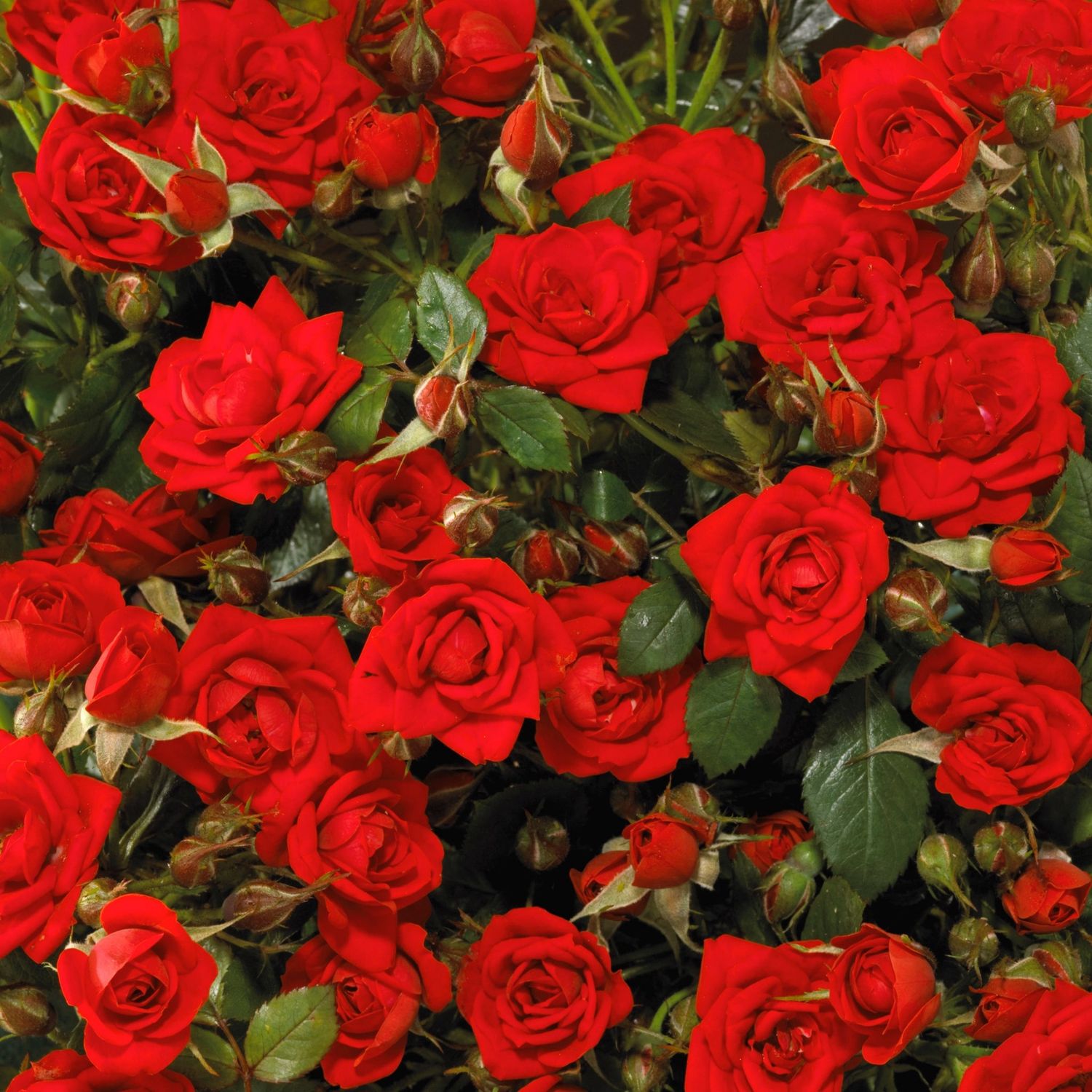 Rose Global Cover - 2.5Ltr