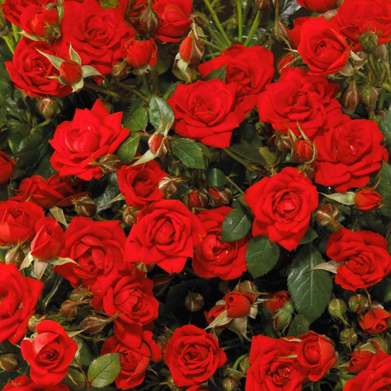 Rose Global Cover - 2.5Ltr