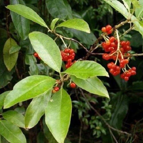 Coprosma grandifolia, Raurekau - Pb3