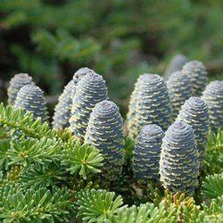 Abies koreana, Korean Fir - Pb6.5/Pb8