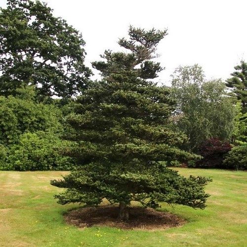 Abies koreana, Korean Fir - Pb18