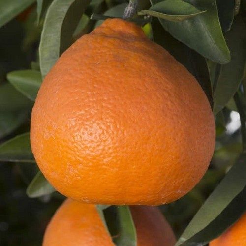 Tangelo Seminole - Pb10/4.7Ltr